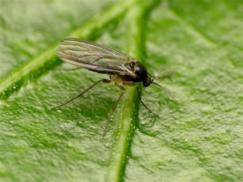 ¿Cómo proteger las plantas de la mosca negra? | Plagas, Plaga de moscas ...
