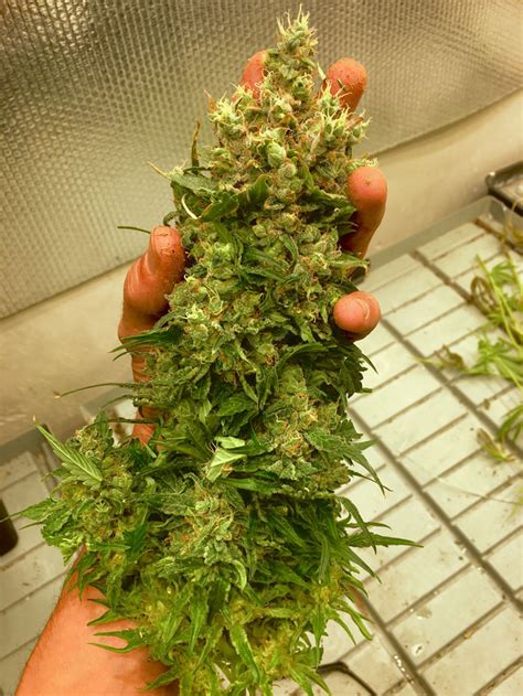 Cómo realizar el manicurado de las plantas de marihuana ...