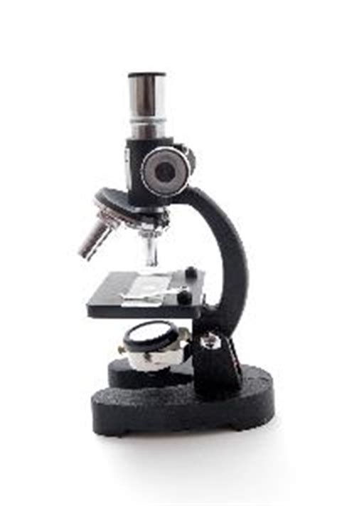 Cómo realizar un montaje húmedo para el microscopio  En 8 ...
