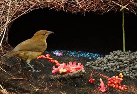 Cómo reproducir las aves: Características y ejemplos  ...