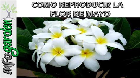 Como reproducir y fertilizar la planta Flor de Mayo ...