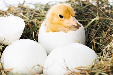 ¿Cómo respiran los pollitos dentro del huevo? | Gallinas ...