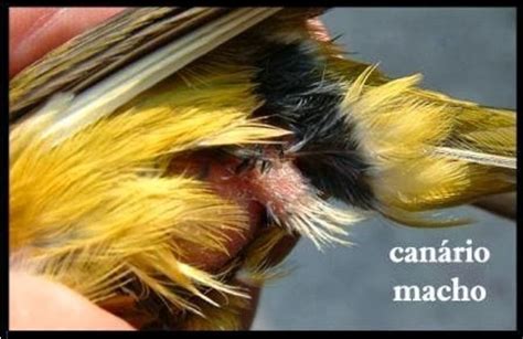 Cómo saber si un canario es macho o hembra   AnimalesMascotas