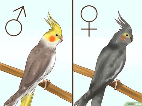 Cómo saber si una cacatúa ninfa es macho o hembra