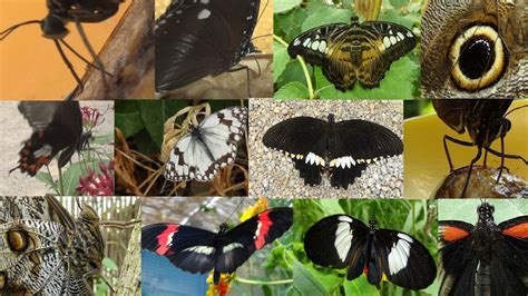 Como se alimentan las mariposas NATURALEZA YouTube