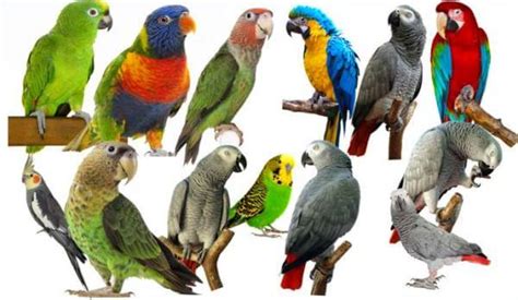Cómo se clasifican las aves exóticas: grupos y componentes