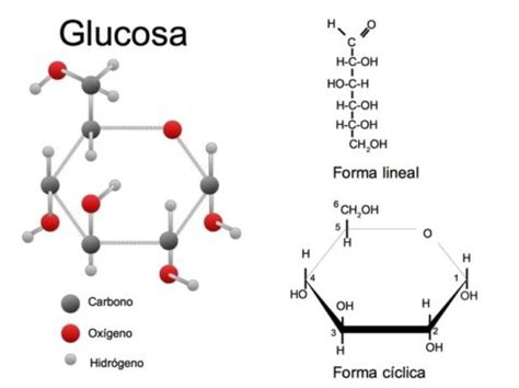 ¿Cómo se clasifican los Carbohidratos?