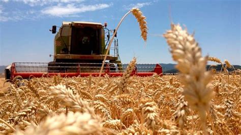 ¿Cómo se cosecha el trigo? Todo lo que necesitas saber | BosqueVirgen.com