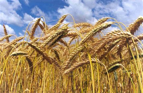 ¿Cómo se cosecha el trigo? Todo lo que necesitas saber | BosqueVirgen.com