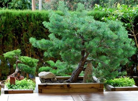 ¿Cómo se cuida un bonsái de pino piñonero?