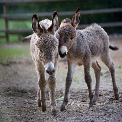 Cómo se desplazan los animales