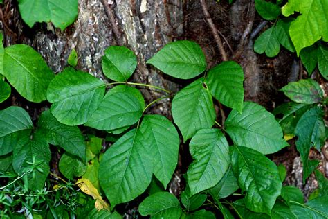 ¿Cómo se dice  Poison Ivy  en español? | SpanishDict Answers
