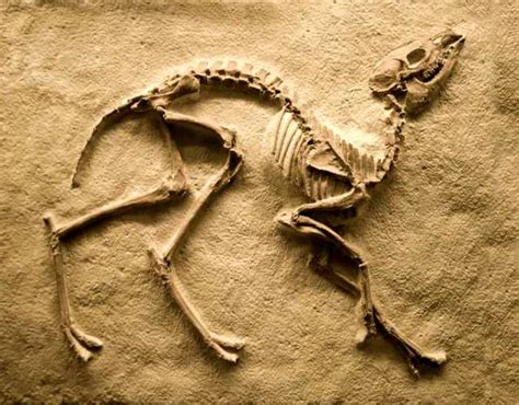 Cómo se encuentran los fósiles de dinosaurios