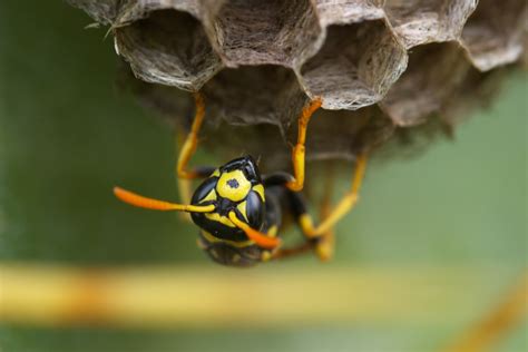 ¿Cómo se hacen los nidos de avispas? | Explora | Univision