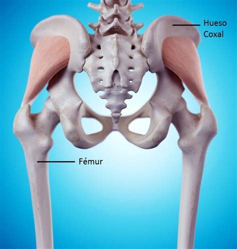 Cómo se llama el hueso de la cadera   unComo