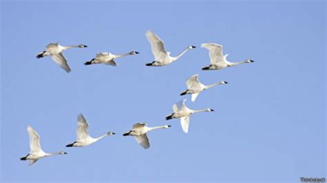 ¿Cómo se organizan los pájaros para volar en bandada?   BBC News Mundo