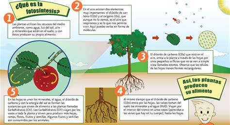 Cómo se produce la fotosíntesis | Recurso educativo 678474 ...