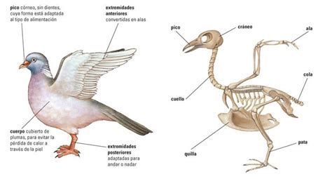 Como Se Reproducen Las Aves   SEONegativo.com