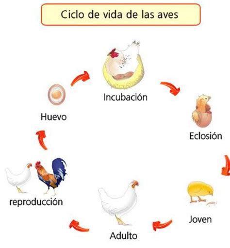 Como Se Reproducen Las Aves   SEONegativo.com