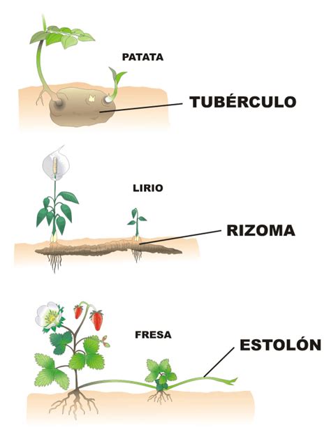 Como se reproducen las Plantas   Info y Cultura