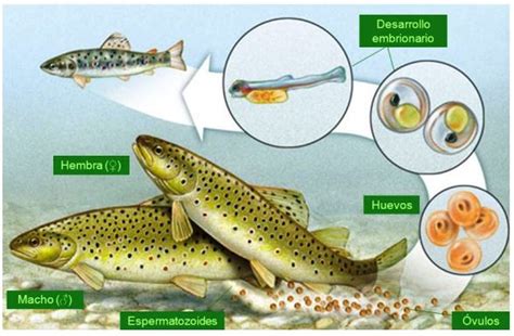 ¿Cómo se reproducen los peces?   Reino animal