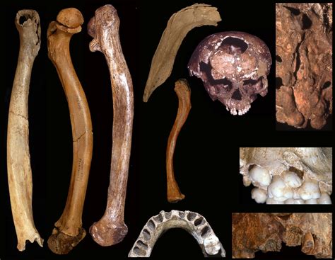 ¿Cómo se sabe la edad de un fósil? | Fundación Dr. Antoni Esteve