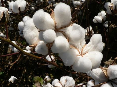 Cómo se siembra la semilla de algodón | Jardineria On