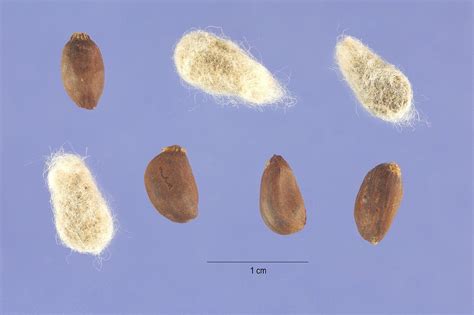 Cómo se siembra la semilla de algodón