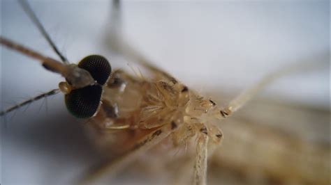 ¿ Cómo se ve un mosquito bajo el microscopio?   YouTube