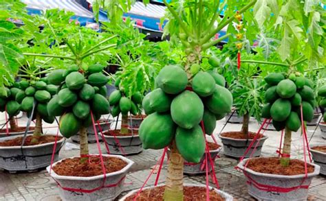 Cómo sembrar papaya enana en maceta   Cubiro.Com