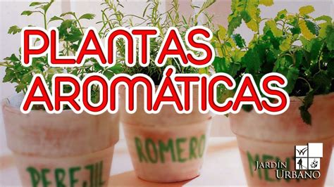 Como sembrar plantas aromaticas en casa   YouTube