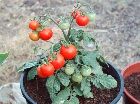 Como sembrar tomate en macetas | Cuidado de Plantas
