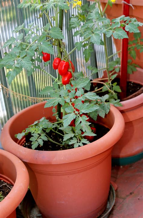 Cómo sembrar tomates o jitomates en macetas en tu casa | Actitudfem