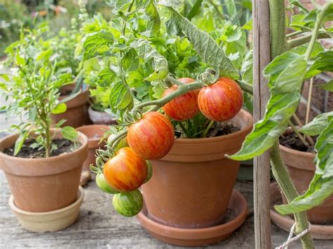 Cómo sembrar tomates o jitomates en macetas en tu casa | ActitudFem