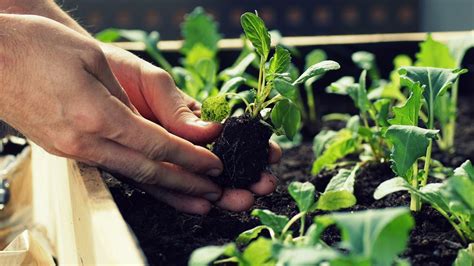 Cómo sembrar, trasplantar y cosechar en tu huerto urbano ...