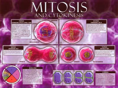 como ser mas responsable: la mitosis