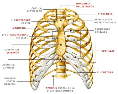 ¿Cómo son los huesos del Torax? « Anatomía Humana « Libro ...