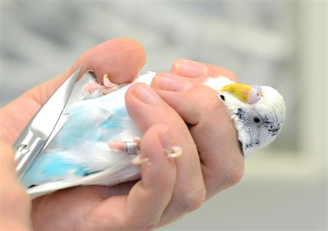 Cómo sujetar un pájaro con la mano   Mascotas   ABC Color