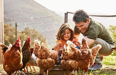 Cómo tener aves de corral domésticas | Integrando Culturas