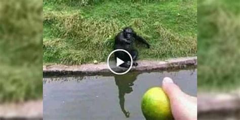 Cómo tener entretenido a un mono   Animales