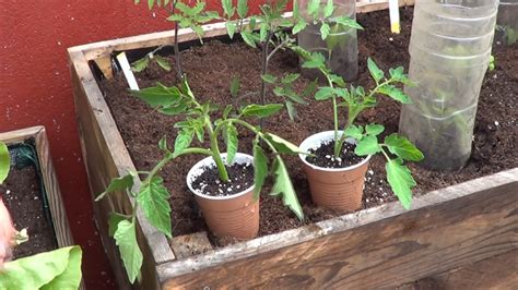 Cómo tener nuevas plantas de Tomate en 15 días
