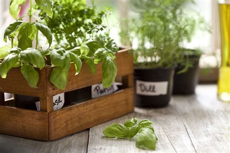 Cómo tener plantas aromáticas frescas y usarlas en la ...