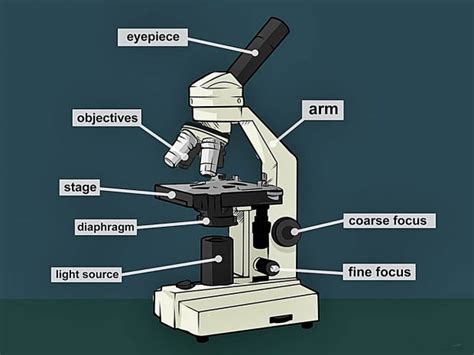 ¿Cómo usar un microscopio?