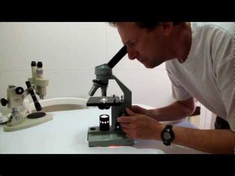 Cómo utilizar un microscopio escolar | Recurso educativo ...