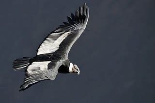 Compañeros de viaje: Cóndor  Vultur gryphus