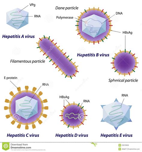 Comparación De Los Virus De Hepatitis Ilustración del Vector ...