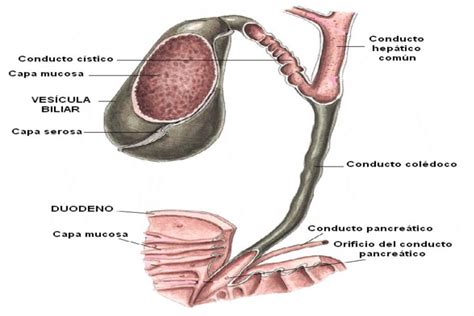Componentes anatómicos de vesícula y vías biliares.