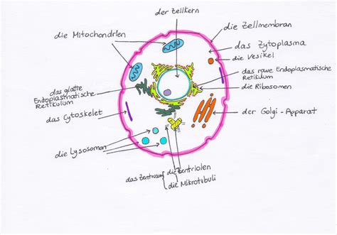 Componentes básicos de una célula Eucariota   Beatriz ...