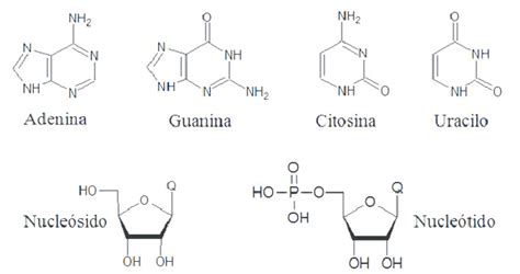 Componentes de ácidos nucleicos probados en este estudio. Q = Adenina ...