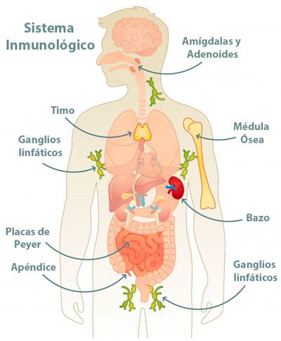Componentes de Sistema Inmunológico